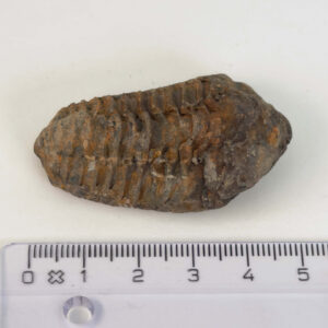 Trilobit Fossil i sten med tydelige segmenter og struktur