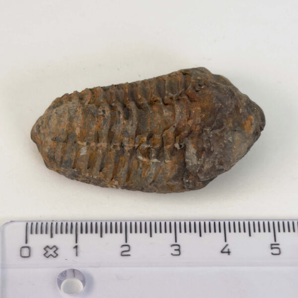 Trilobit Fossil i sten med tydelige segmenter og struktur