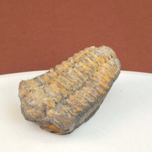 Trilobit Fossil med tydelige segmenter og naturlig struktur