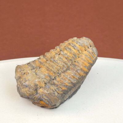 Trilobit Fossil med tydelige segmenter og naturlig struktur