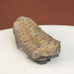 Trilobit Fossil med tydelige segmenter og naturlig struktur