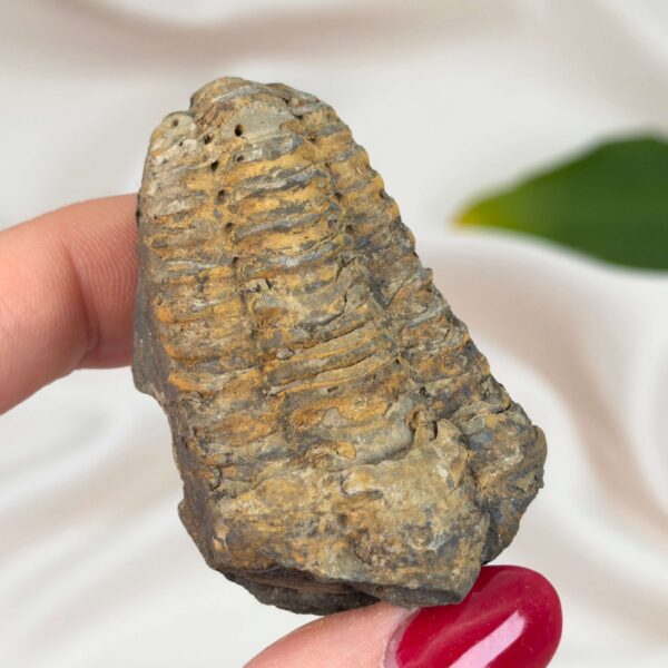 Trilobit Fossil med tydelige segmenter og naturlig struktur