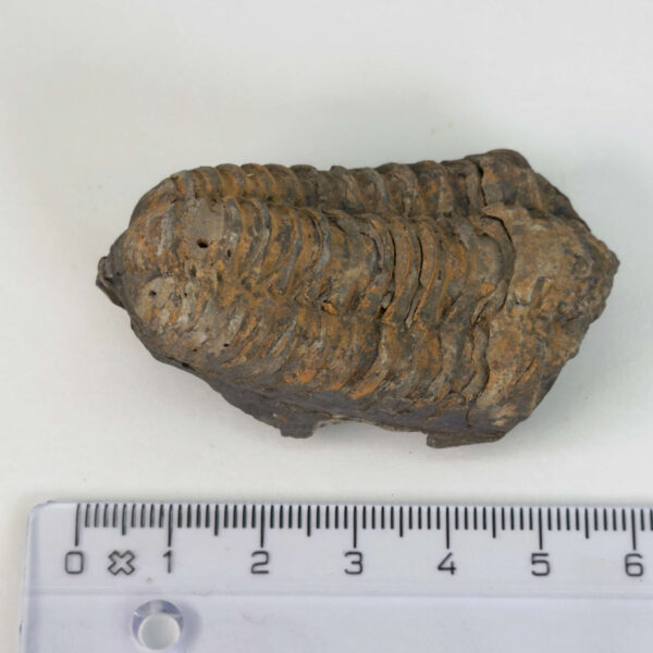 Trilobit Fossil med tydelige segmenter og naturlig struktur