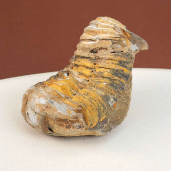 Trilobit Fossil med tydelige segmenter og naturlig struktur