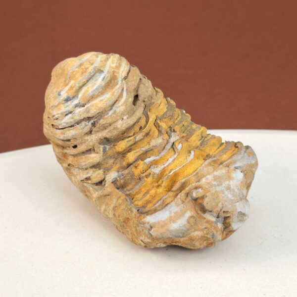 Trilobit Fossil med tydelige segmenter og naturlig struktur