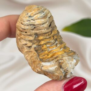 Trilobit Fossil med tydelige segmenter og naturlig struktur