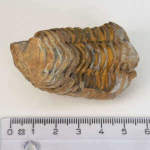 Trilobit Fossil med tydelige segmenter og naturlig struktur
