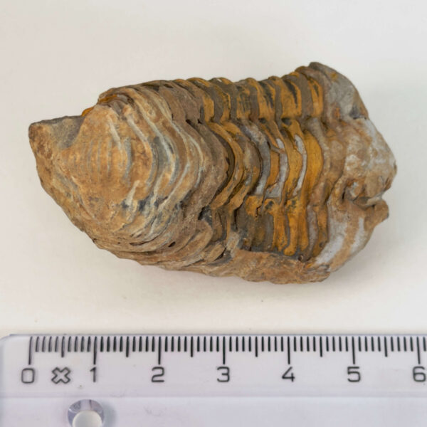 Trilobit Fossil med tydelige segmenter og naturlig struktur