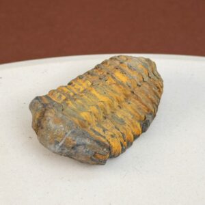 Trilobit Fossil med detaljeret mønster og rå overflade