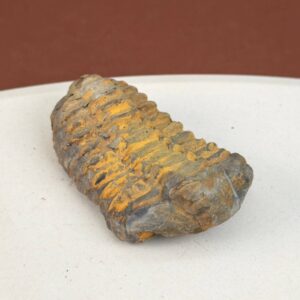 Trilobit Fossil med detaljeret mønster og rå overflade