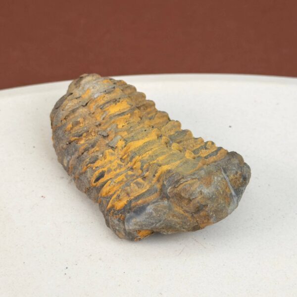Trilobit Fossil med detaljeret mønster og rå overflade