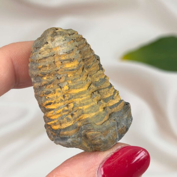 Trilobit Fossil med detaljeret mønster og rå overflade