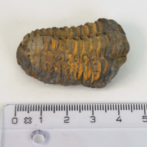 Trilobit Fossil med detaljeret mønster og rå overflade