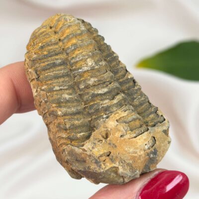 Trilobit Fossil med naturlige variationer og struktur