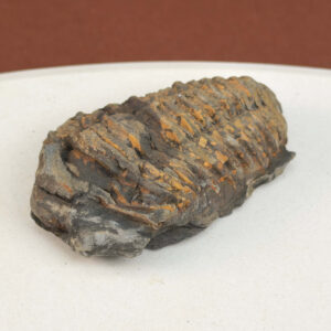 Trilobit Fossil i sten med tydelig form og segmenter