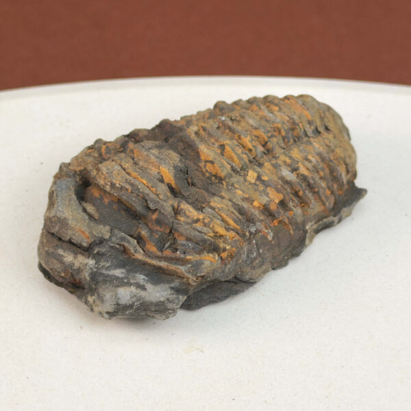 Trilobit Fossil i sten med tydelig form og segmenter