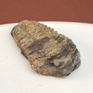 Trilobit Fossil i sten med tydelig form og segmenter