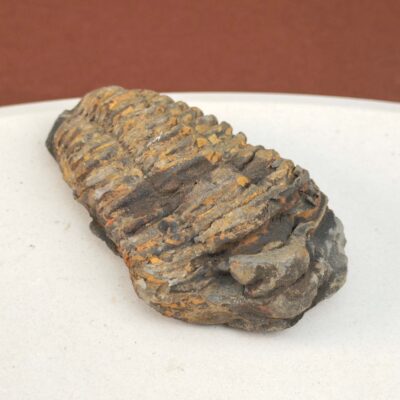 Trilobit Fossil i sten med tydelig form og segmenter