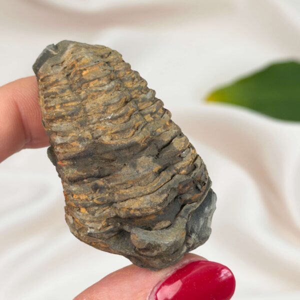 Trilobit Fossil i sten med tydelig form og segmenter