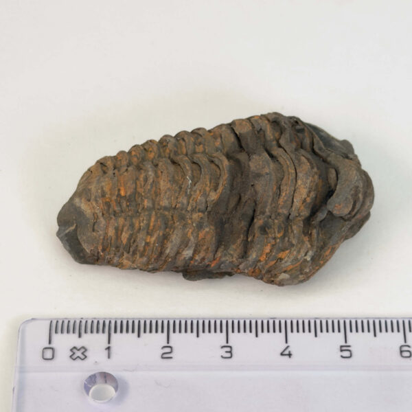 Trilobit Fossil i sten med tydelig form og segmenter