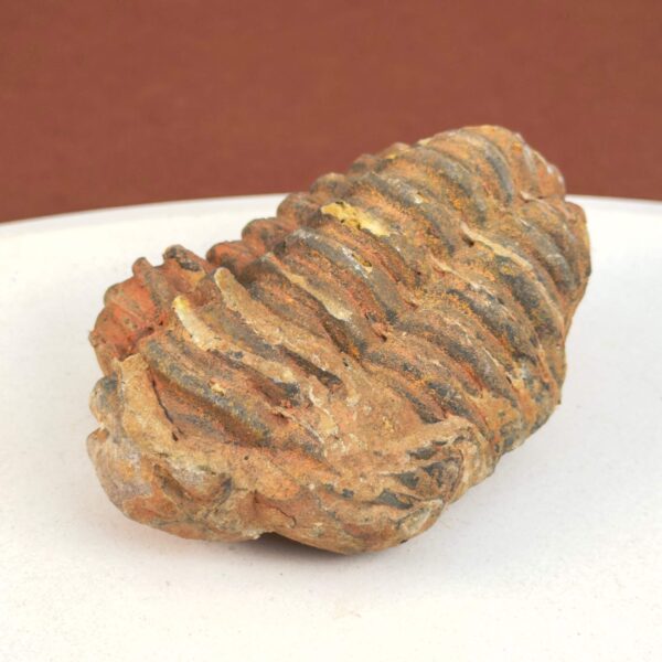Trilobit Fossil med segmenteret struktur og naturlig stenoverflade