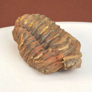 Trilobit Fossil med segmenteret struktur og naturlig stenoverflade