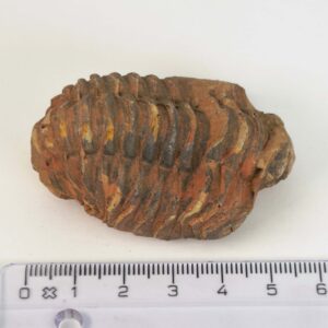 Trilobit Fossil med segmenteret struktur og naturlig stenoverflade
