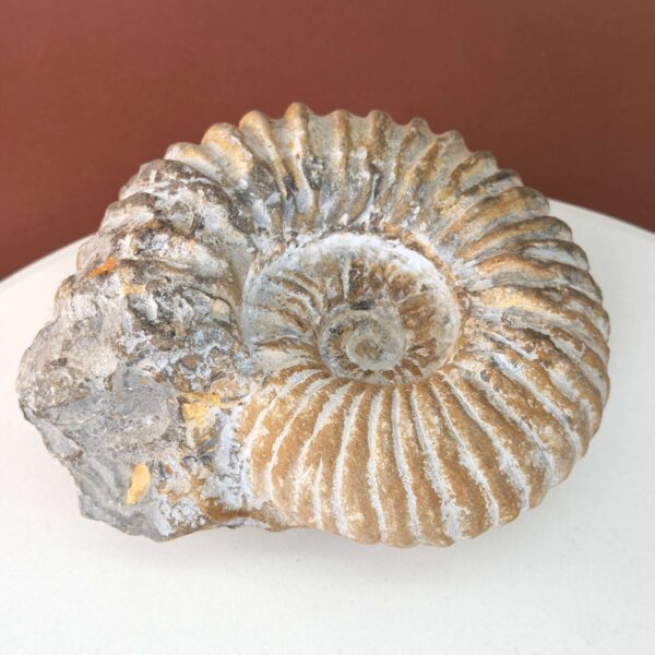 Unikt ammonit fossil med smuk spiral og en energi, der forbindes med udvikling, stabilitet og balance.