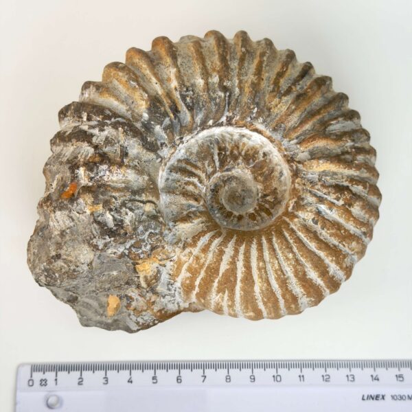 Unikt ammonit fossil med smuk spiral og en energi, der forbindes med udvikling, stabilitet og balance.