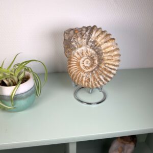 Unikt ammonit fossil med smuk spiral og en energi, der forbindes med udvikling, stabilitet og balance.