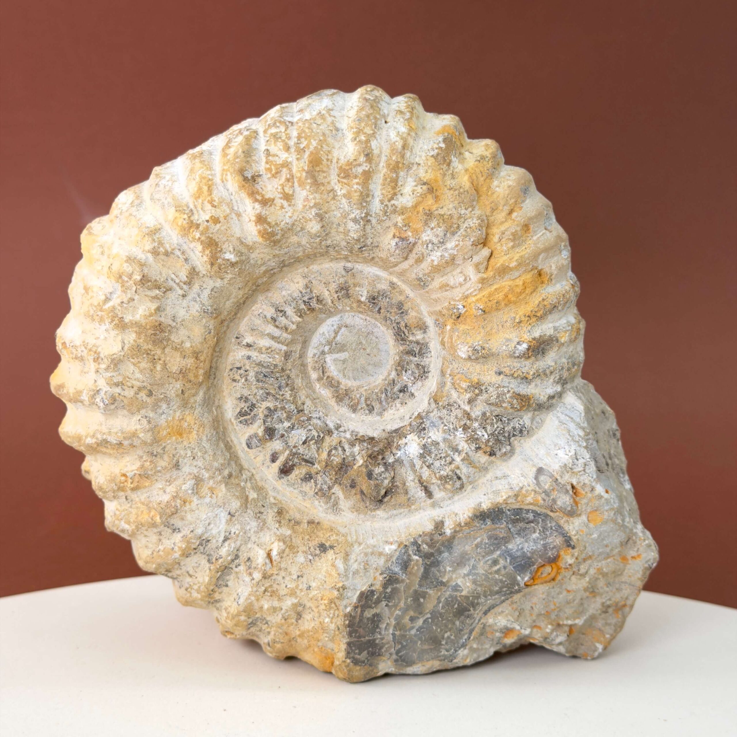 Ammonit fossil med smuk spiral, der symboliserer udvikling, balance og livets naturlige cyklus.