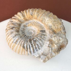 Ammonit fossil med smuk spiral, der symboliserer udvikling, balance og livets naturlige cyklus.