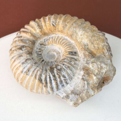 Ammonit fossil med smuk spiral, der symboliserer udvikling, balance og livets naturlige cyklus.