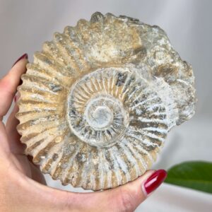 Ammonit fossil med smuk spiral, der symboliserer udvikling, balance og livets naturlige cyklus.