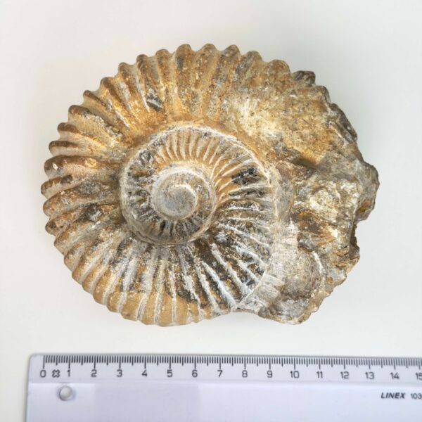Ammonit fossil med smuk spiral, der symboliserer udvikling, balance og livets naturlige cyklus.