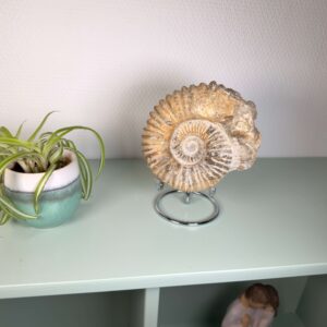 Ammonit fossil med smuk spiral, der symboliserer udvikling, balance og livets naturlige cyklus.