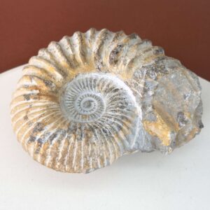 Naturligt ammonit fossil med karakteristisk spiral, forbundet med forandring, vækst og positiv energi.