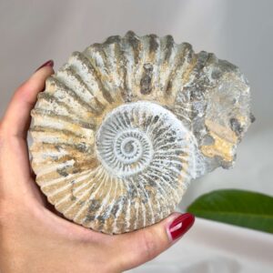 Naturligt ammonit fossil med karakteristisk spiral, forbundet med forandring, vækst og positiv energi.