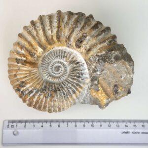 Naturligt ammonit fossil med karakteristisk spiral, forbundet med forandring, vækst og positiv energi.