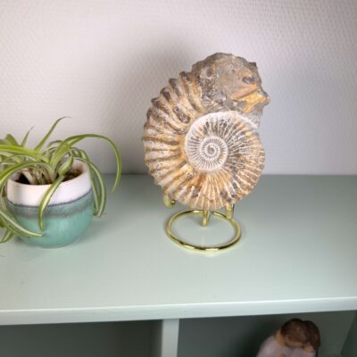 Naturligt ammonit fossil med karakteristisk spiral, forbundet med forandring, vækst og positiv energi.