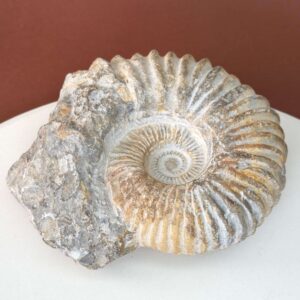 Naturligt ammonit fossil med karakteristisk spiral, forbundet med forandring, vækst og positiv energi.