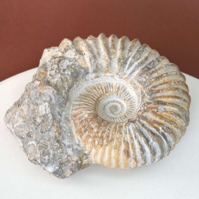 Naturligt ammonit fossil med karakteristisk spiral, forbundet med forandring, vækst og positiv energi.