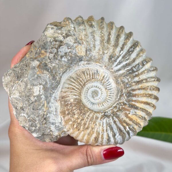 Naturligt ammonit fossil med karakteristisk spiral, forbundet med forandring, vækst og positiv energi.