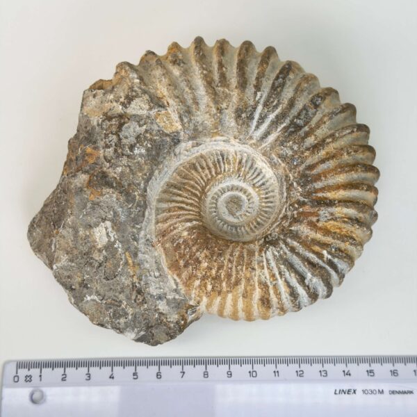 Naturligt ammonit fossil med karakteristisk spiral, forbundet med forandring, vækst og positiv energi.