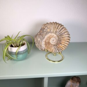 Naturligt ammonit fossil med karakteristisk spiral, forbundet med forandring, vækst og positiv energi.