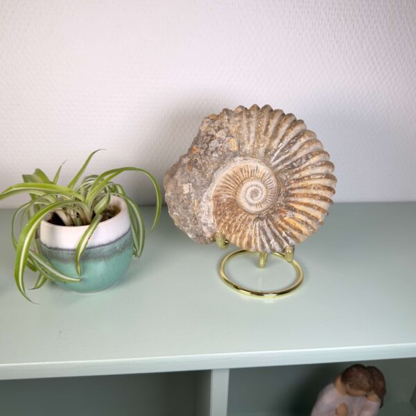 Naturligt ammonit fossil med karakteristisk spiral, forbundet med forandring, vækst og positiv energi.