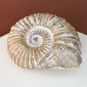 Naturligt ammonit fossil med karakteristisk spiral, forbundet med forandring, vækst og positiv energi.