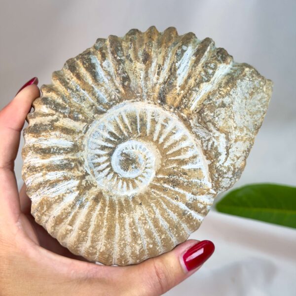 Naturligt ammonit fossil med karakteristisk spiral, forbundet med forandring, vækst og positiv energi.