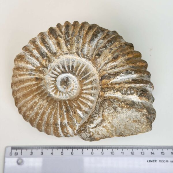 Naturligt ammonit fossil med karakteristisk spiral, forbundet med forandring, vækst og positiv energi.