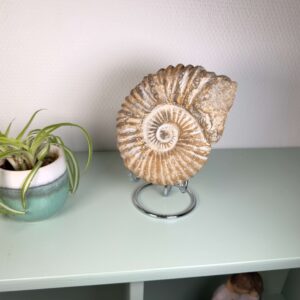 Naturligt ammonit fossil med karakteristisk spiral, forbundet med forandring, vækst og positiv energi.